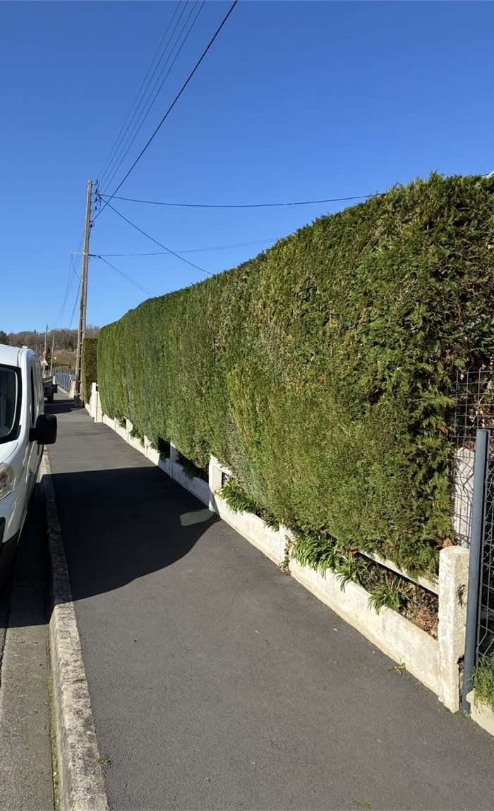 Haie de thuyas taillée au cordeau le long d'une rue