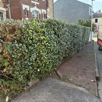 Haie taillée et branchages ramassés en bord de trottoir