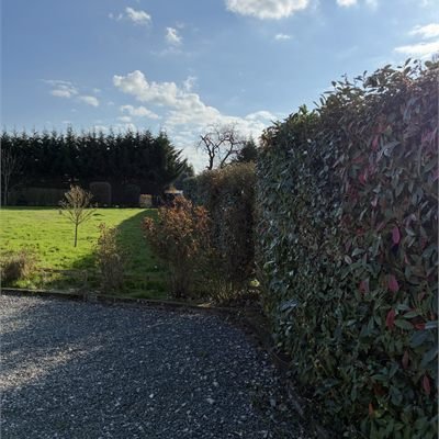 Haie d'arbustes plantée le long d'une allée