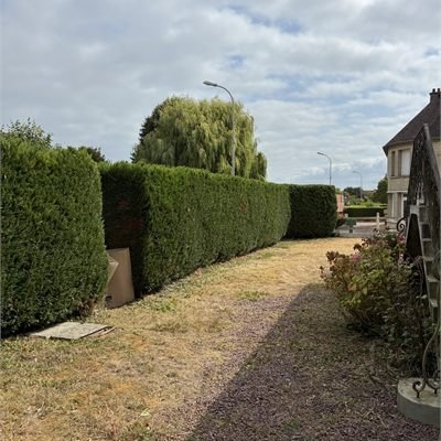 Haie taillée bordant une allée